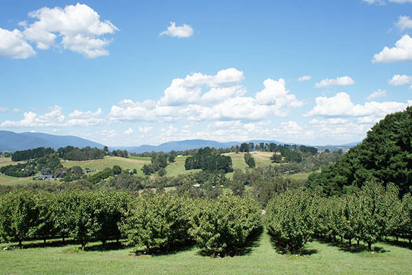 Yarra Valley Chauffeur Service